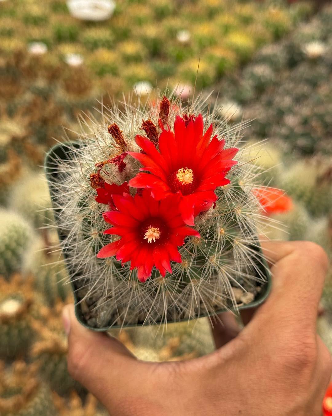 Parodia penicillata