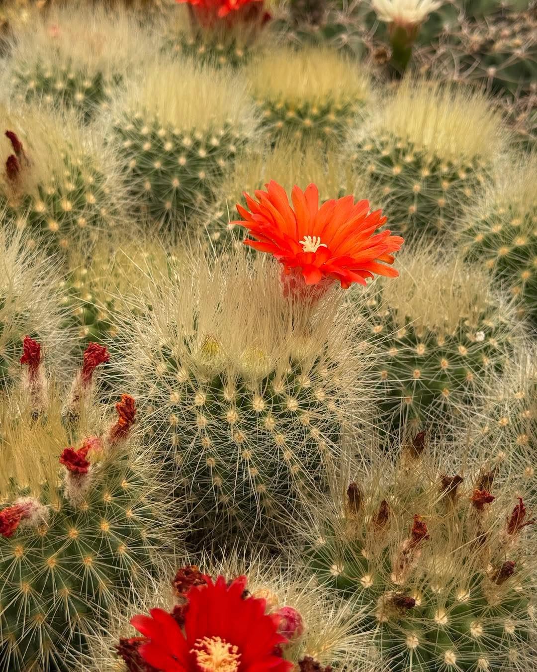 Parodia penicillata