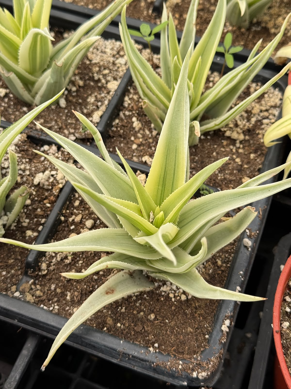 Aloe phantom