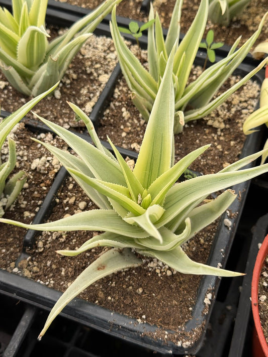 Aloe phantom