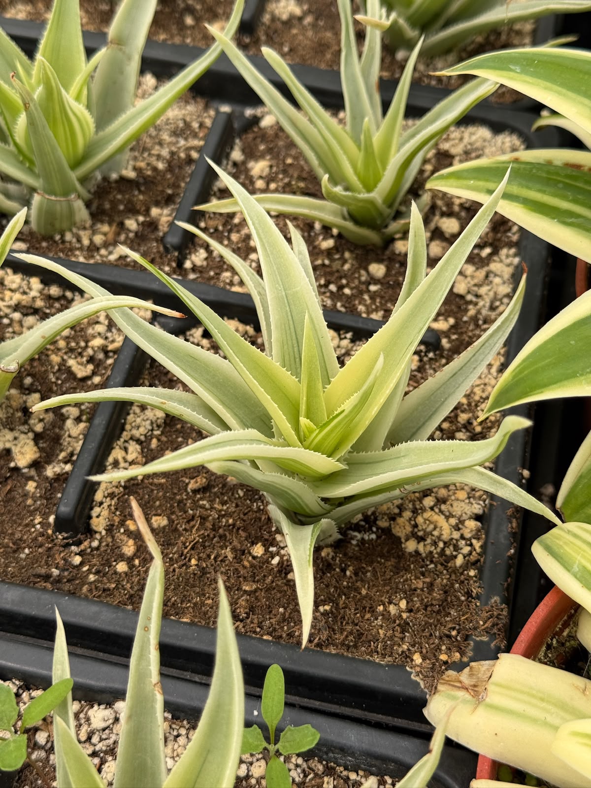 Aloe phantom