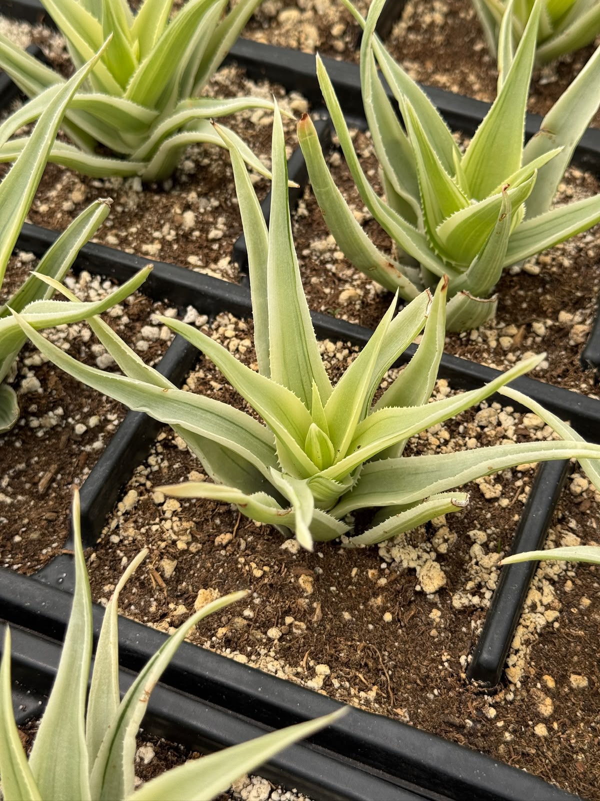 Aloe phantom