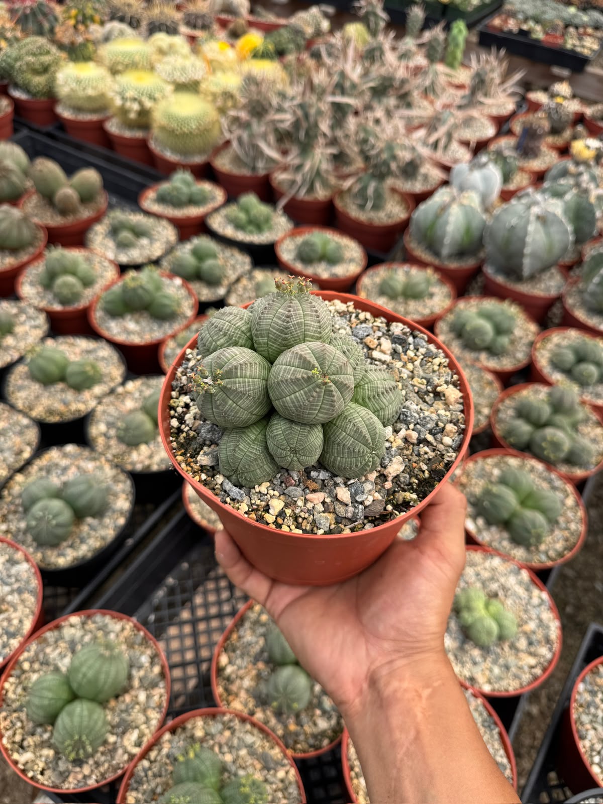 Euphorbia Obesa Cluster