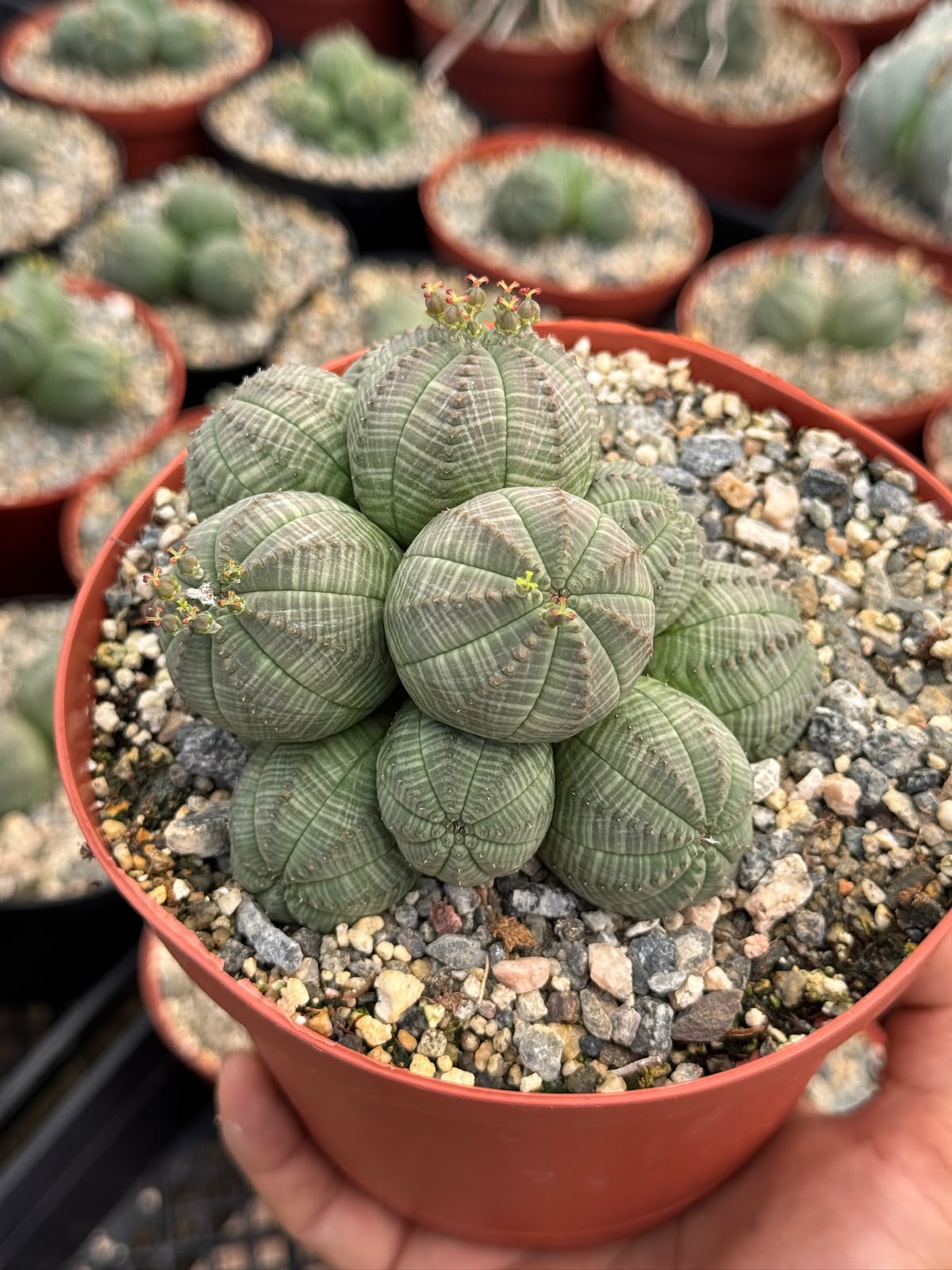 Euphorbia Obesa Cluster
