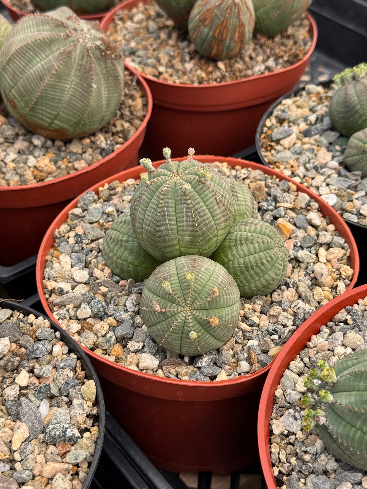 Euphorbia Obesa Cluster