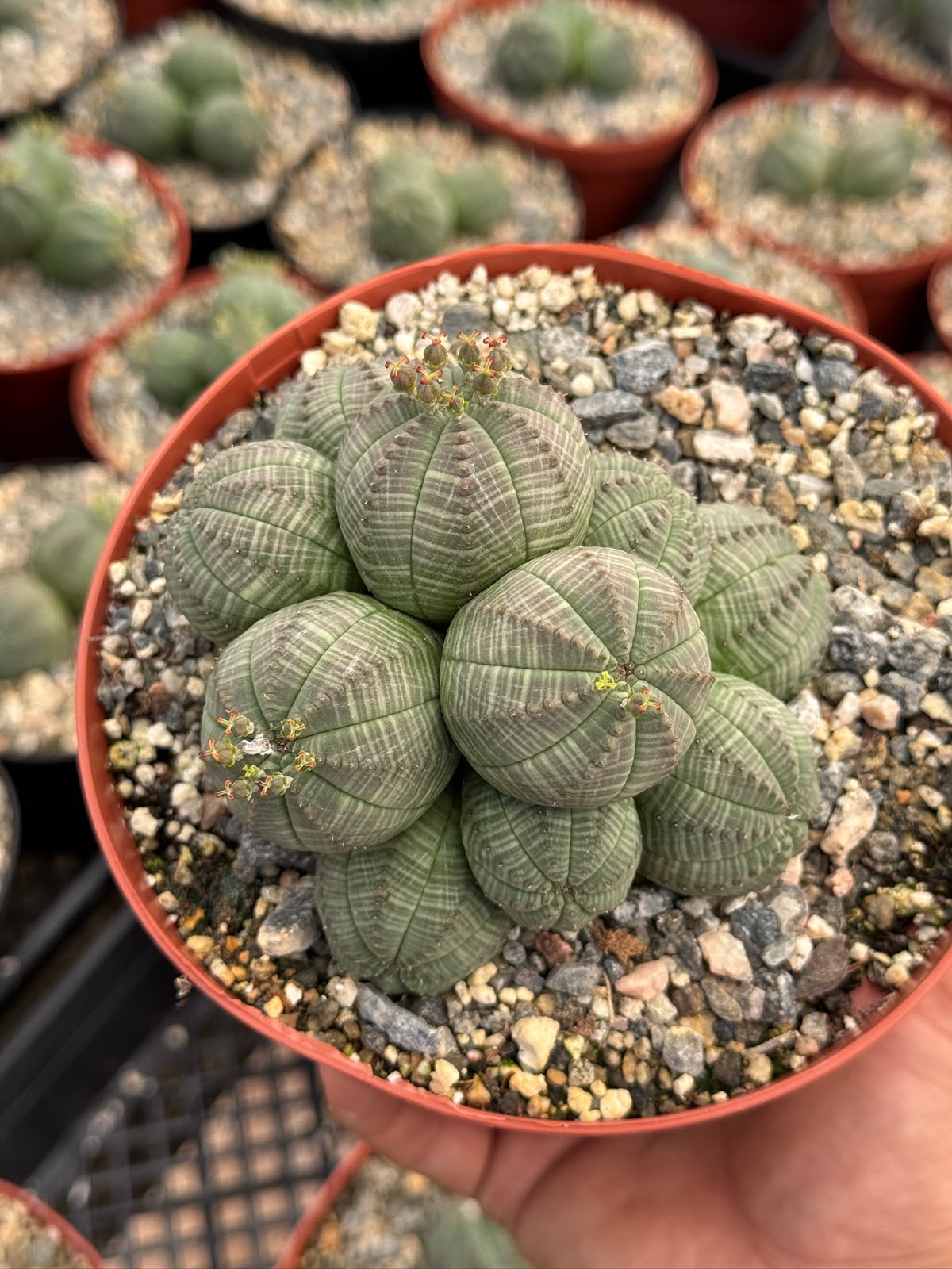 Euphorbia Obesa Cluster