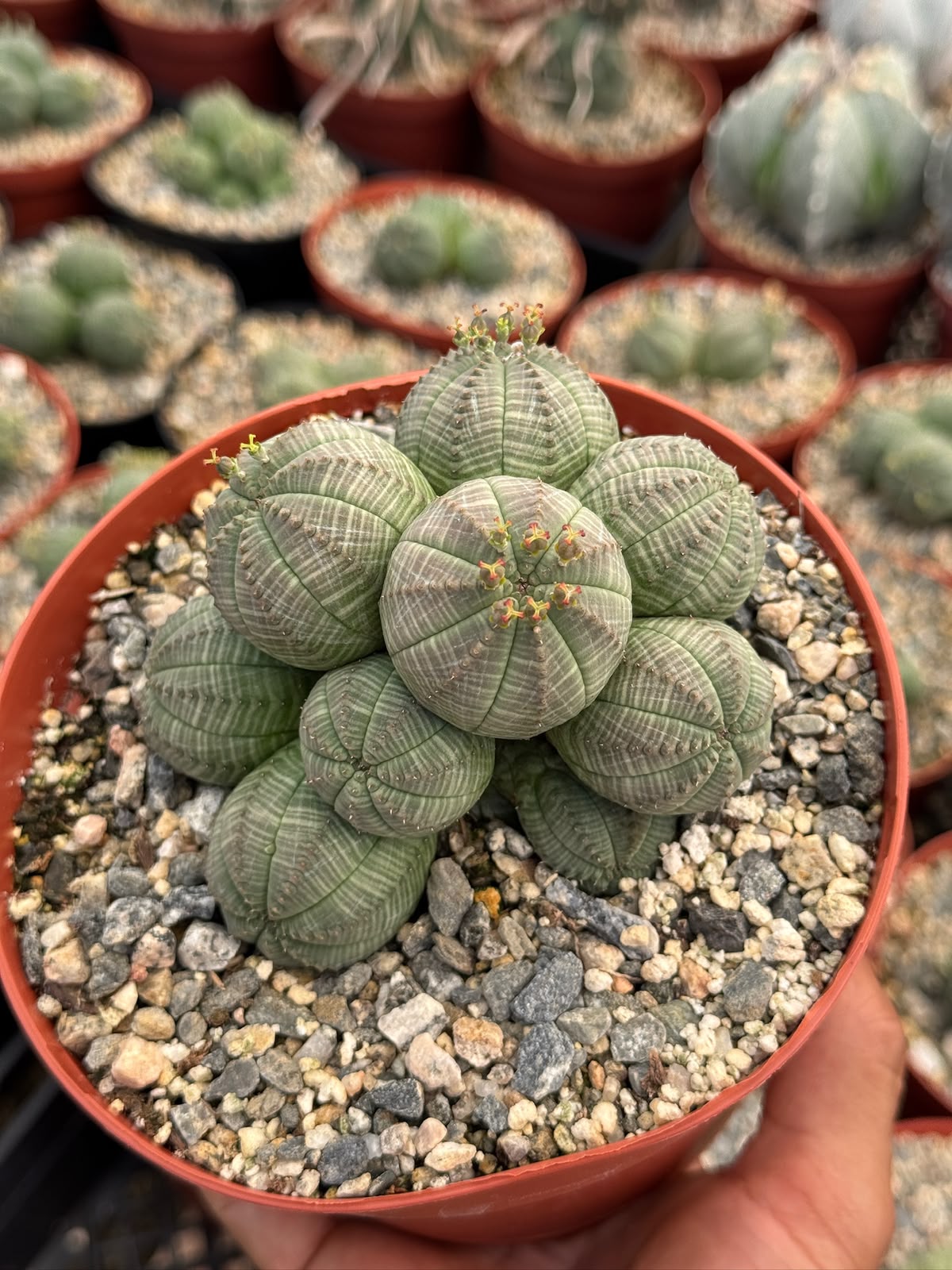Euphorbia Obesa Cluster