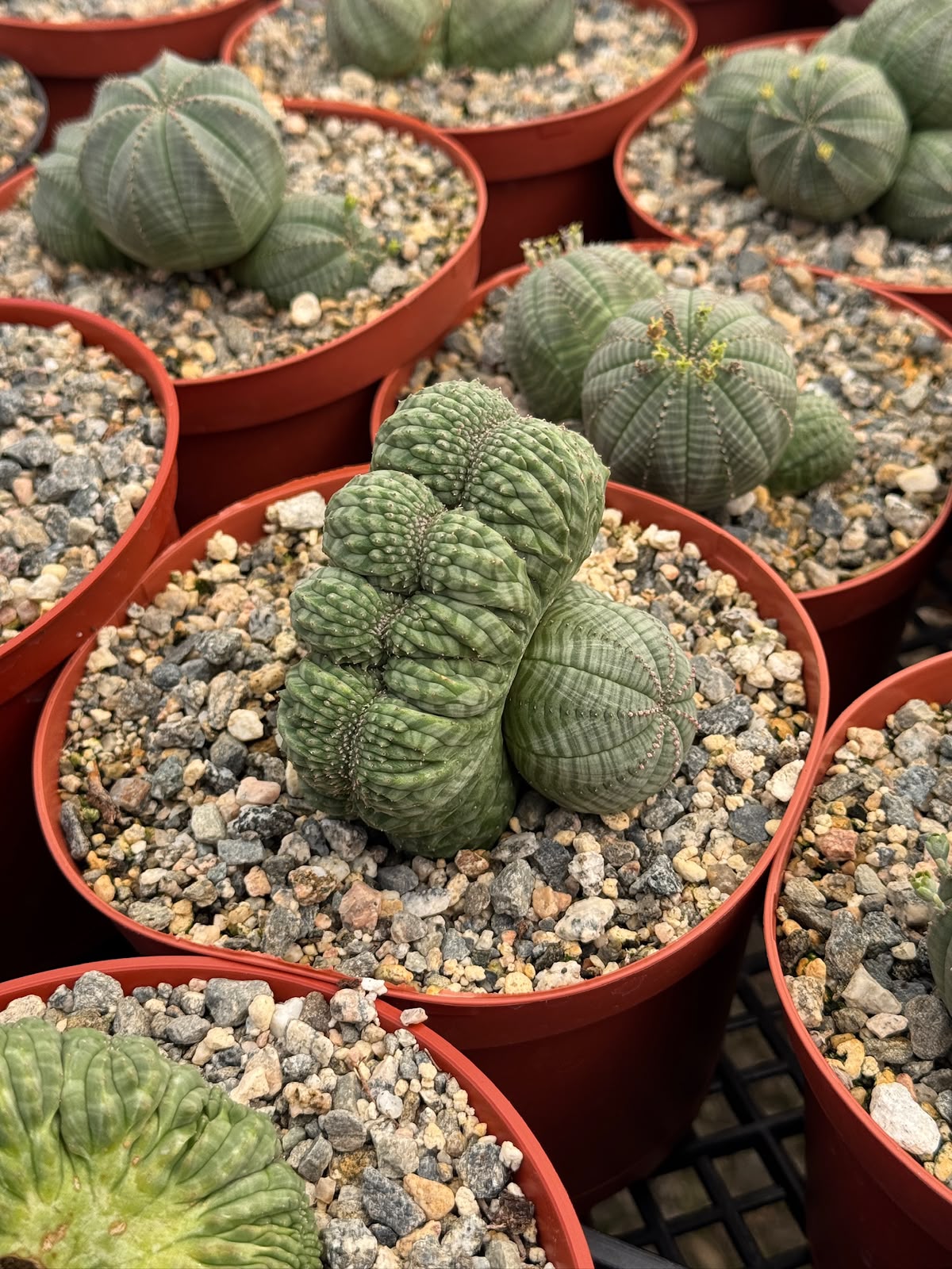 Euphorbia Obesa Cluster