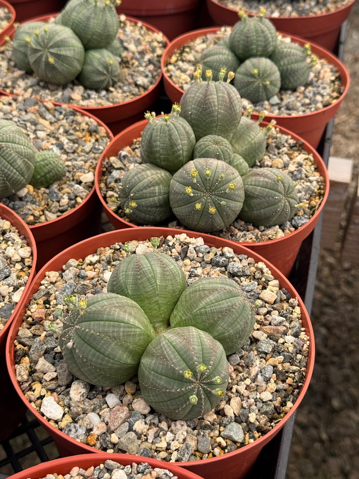 Euphorbia Obesa Cluster