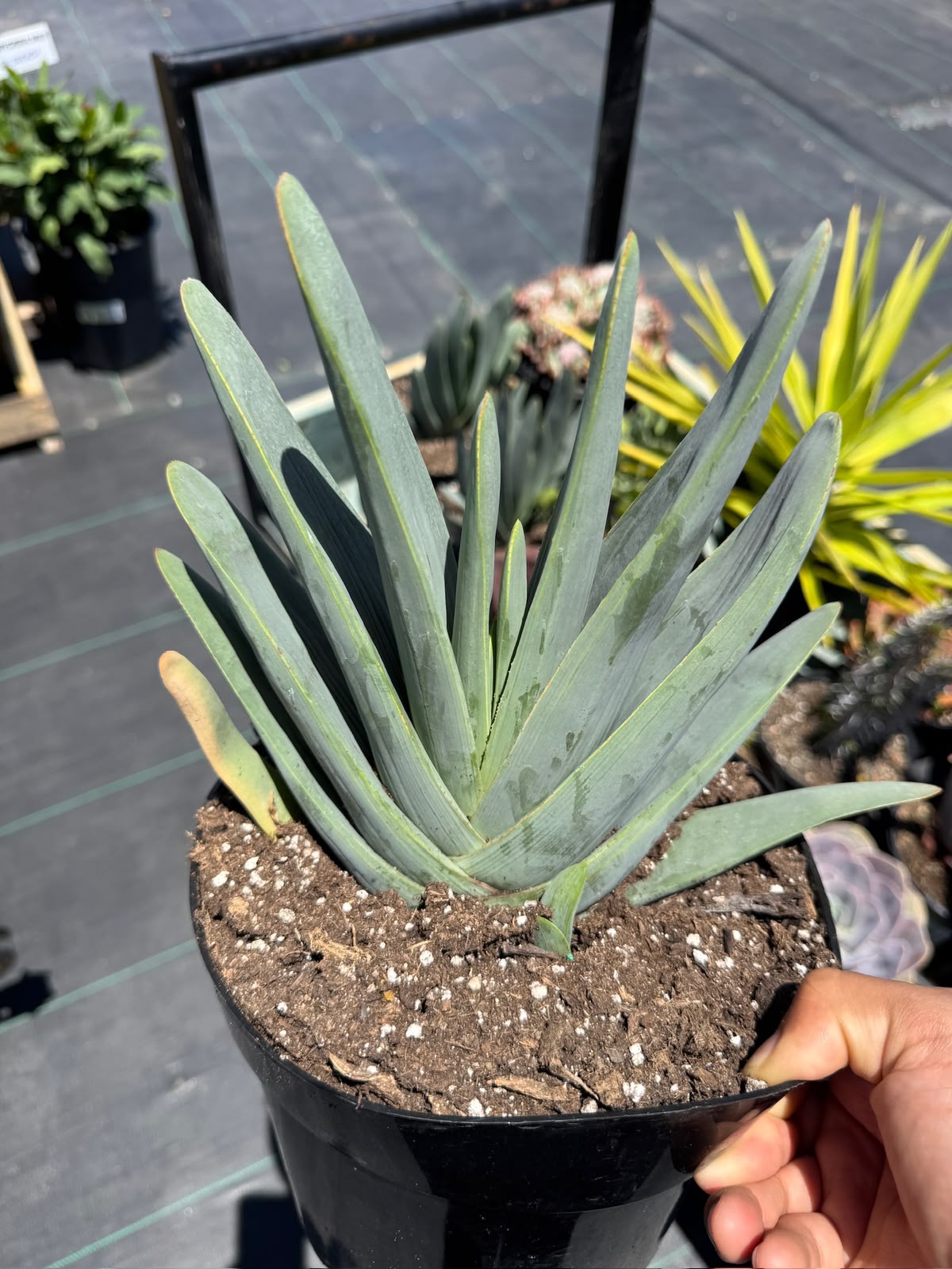 Aloe plicatilis compacto