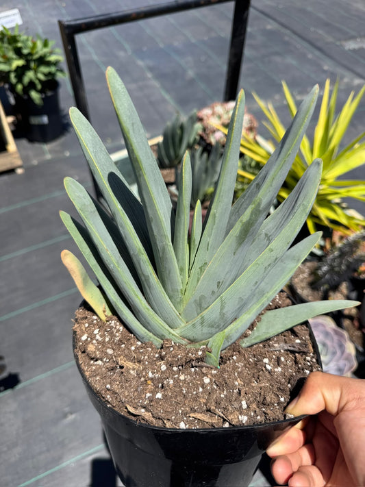 Aloe plicatilis compacto