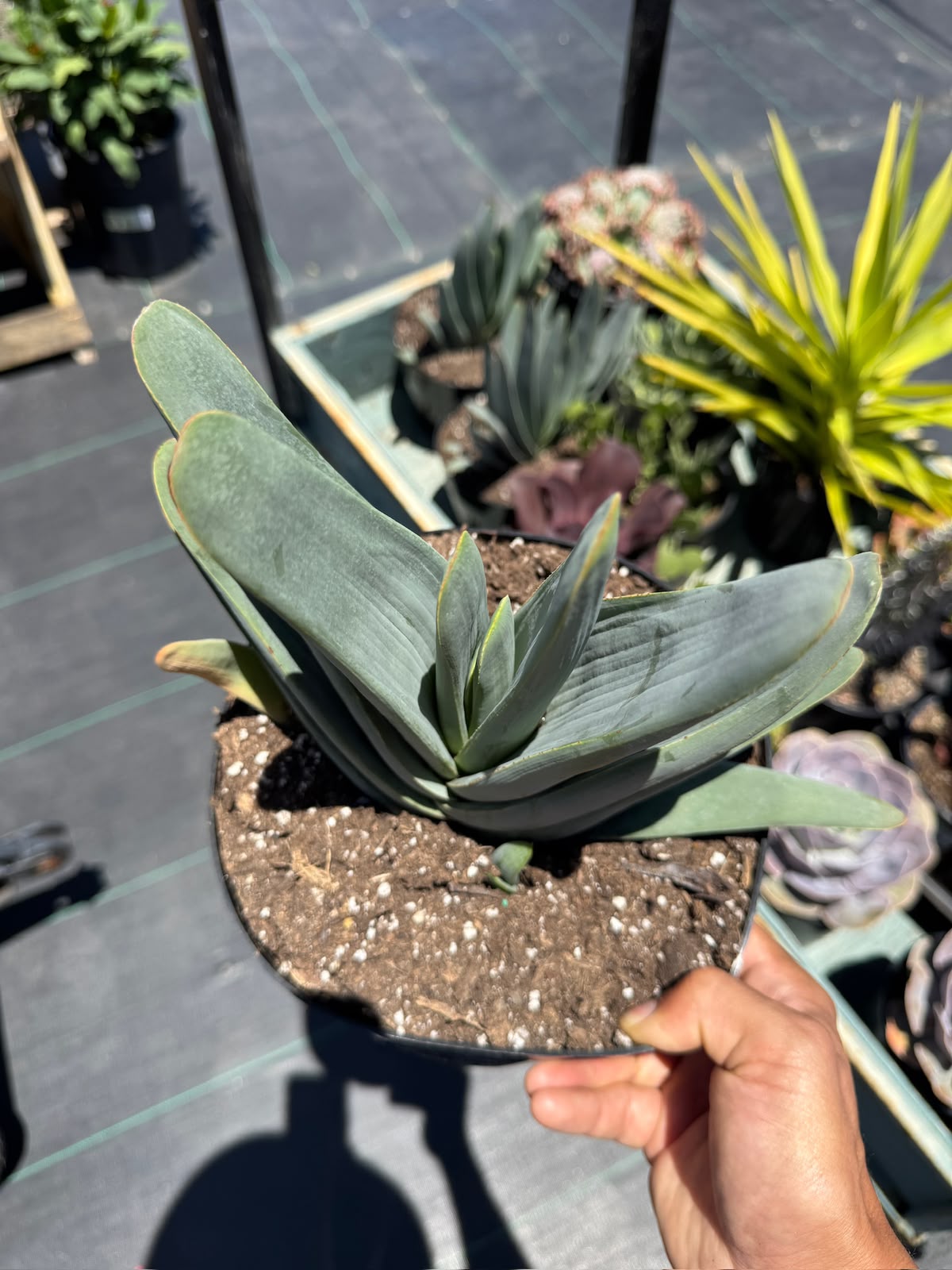Aloe plicatilis compacto
