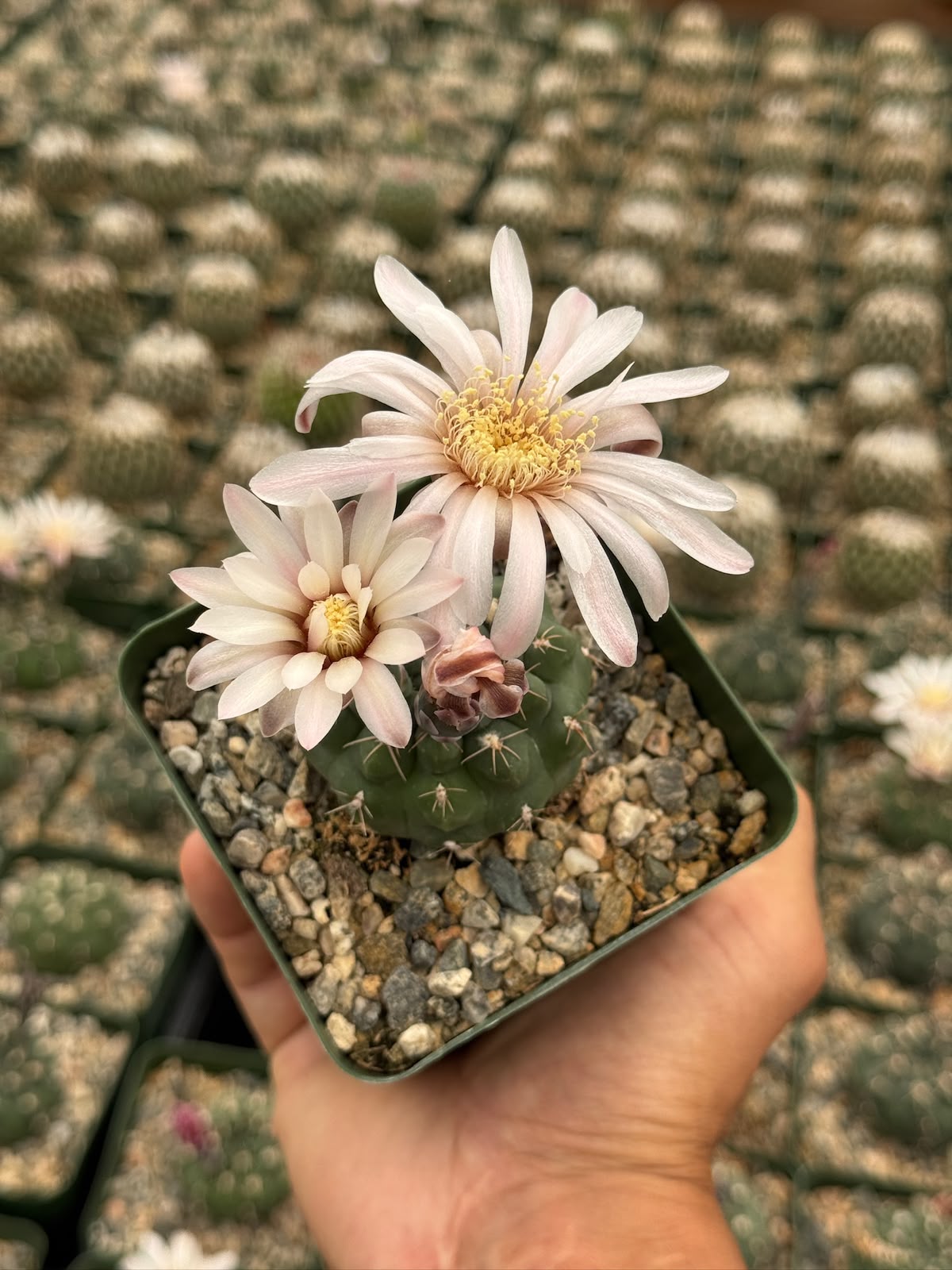 Gymnocalycium tukasikii