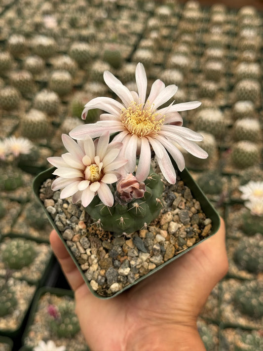 Gymnocalycium tukasikii