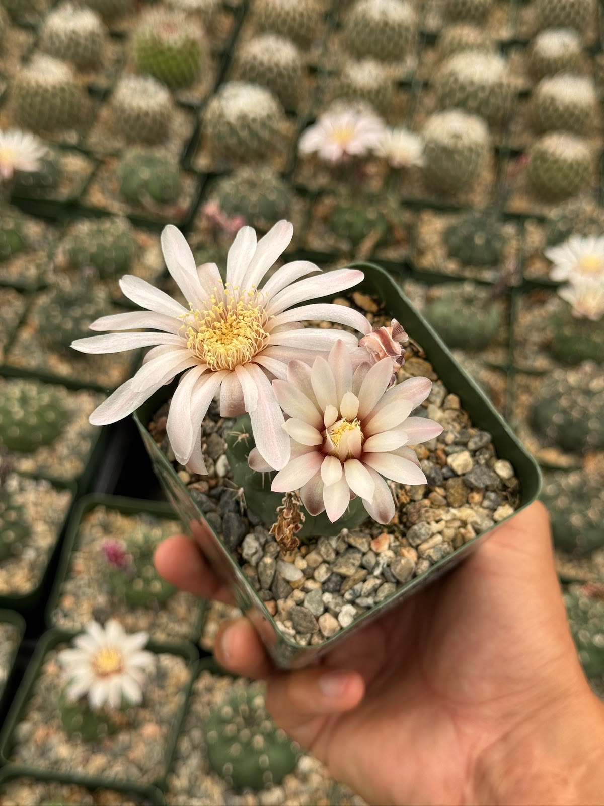 Gymnocalycium tukasikii