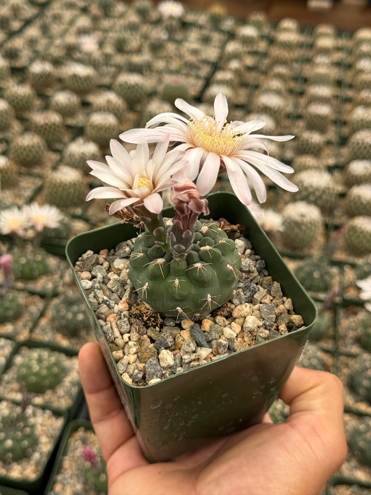 Gymnocalycium tukasikii