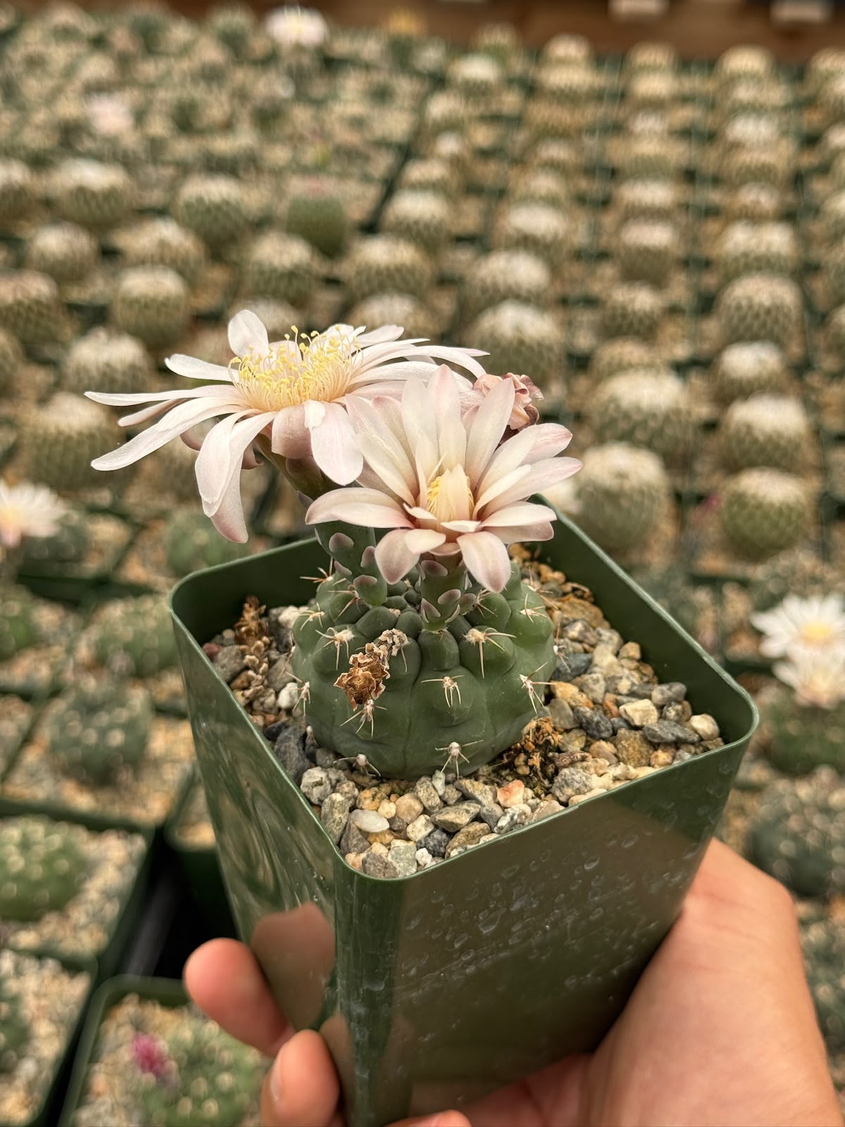 Gymnocalycium tukasikii