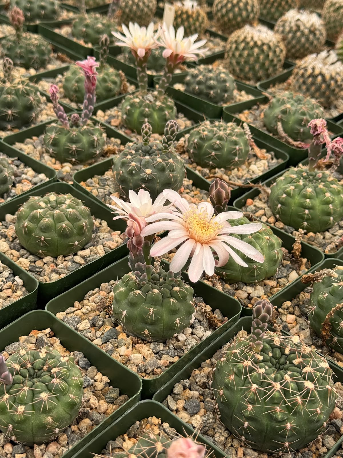 Gymnocalycium tukasikii