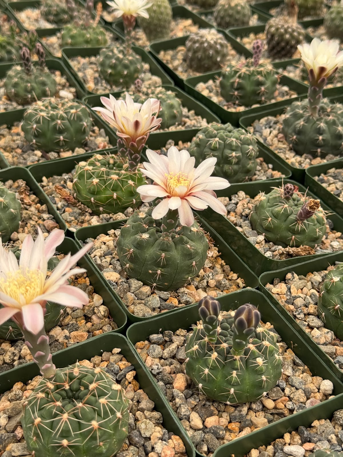 Gymnocalycium tukasikii
