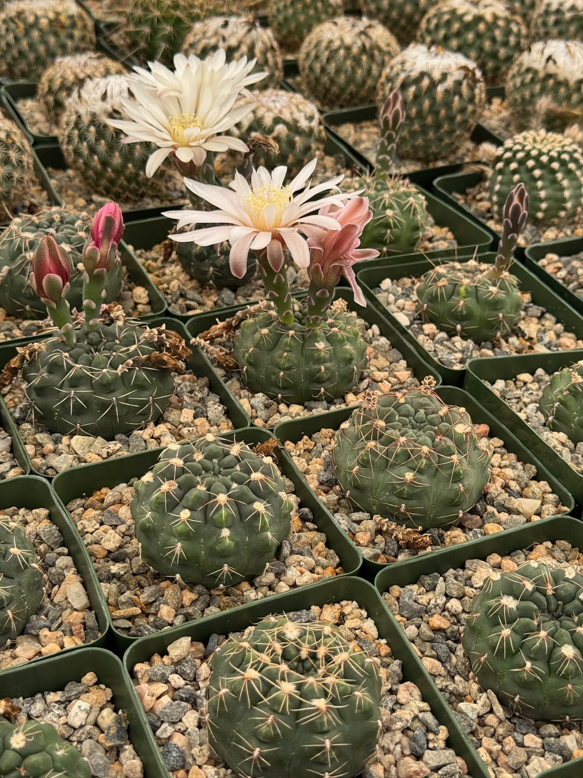 Gymnocalycium tukasikii