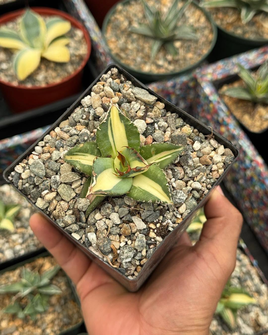 Agave titanota ‘Sabertooth Tiger’