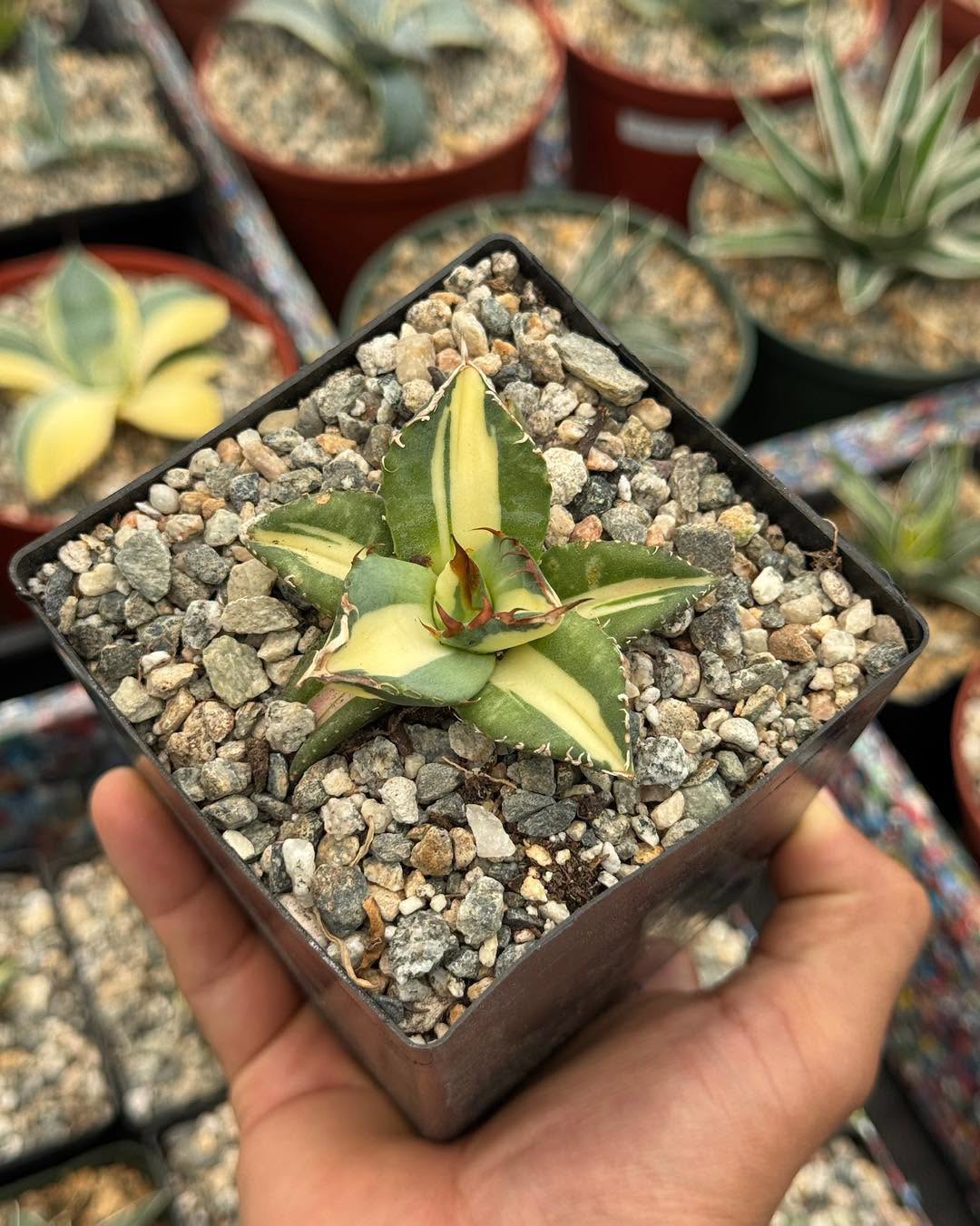 Agave titanota ‘Sabertooth Tiger’