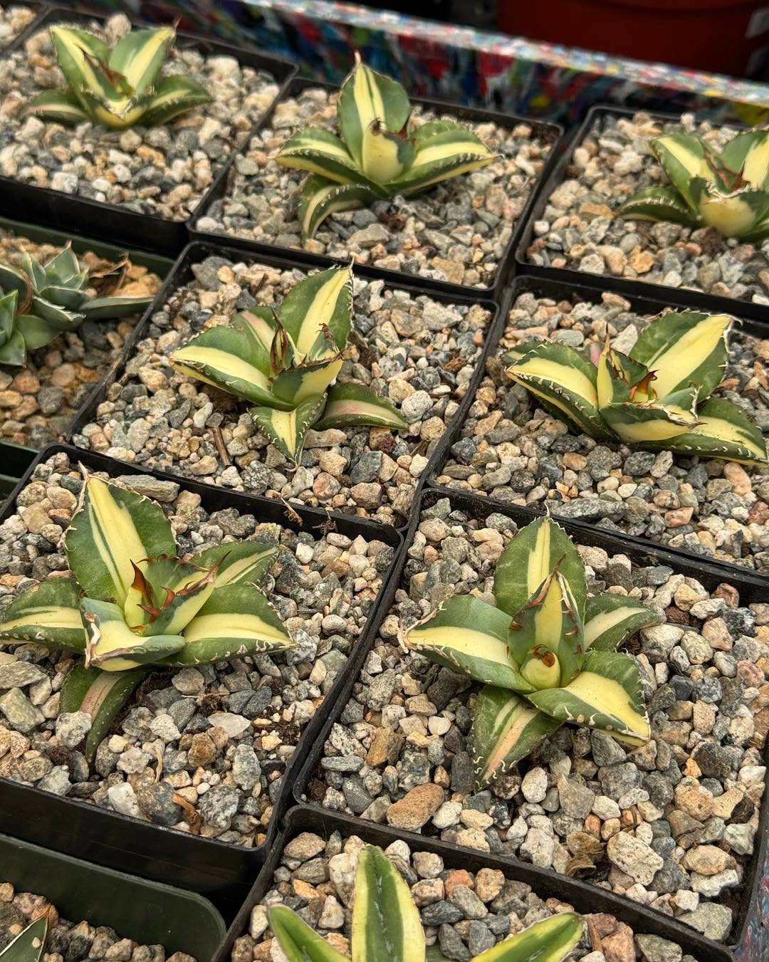 Agave titanota ‘Sabertooth Tiger’