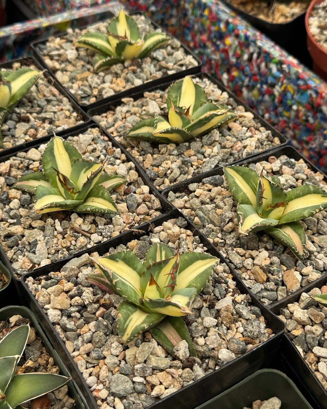 Agave titanota ‘Sabertooth Tiger’