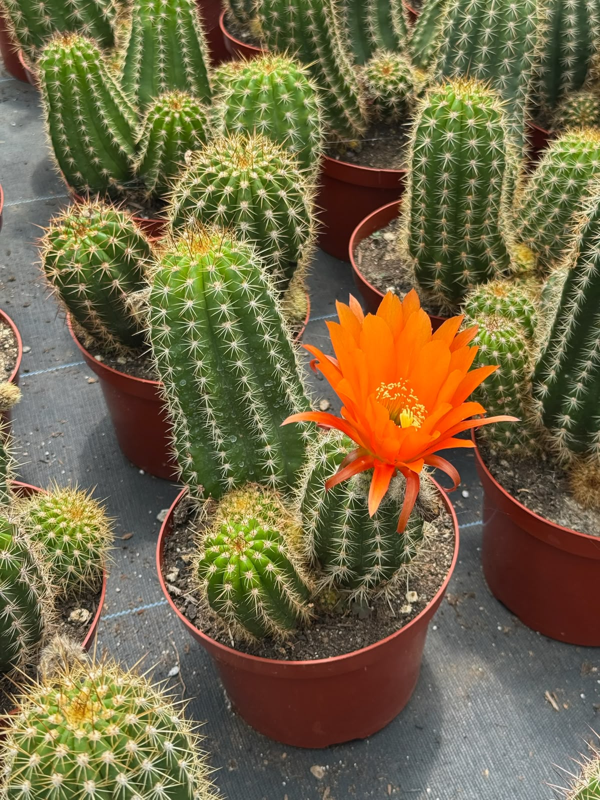 Trichocereus grandiflorus híbrido 10”