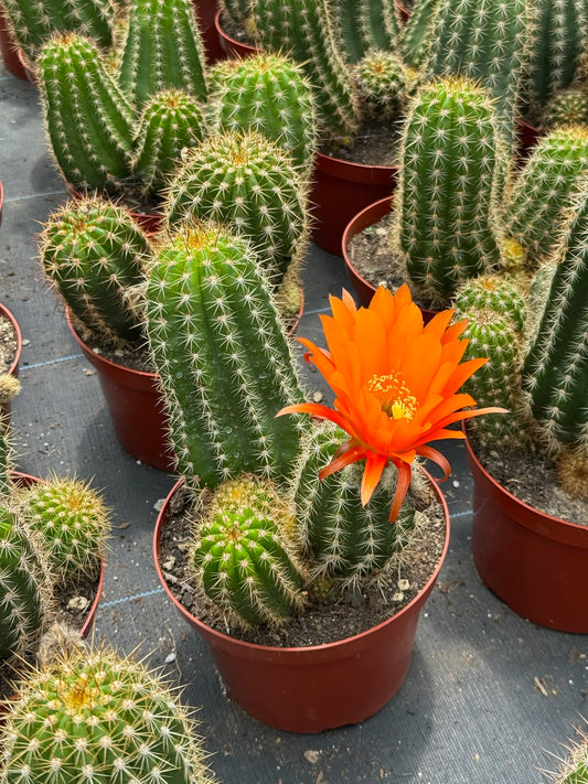 Trichocereus grandiflorus híbrido 10”