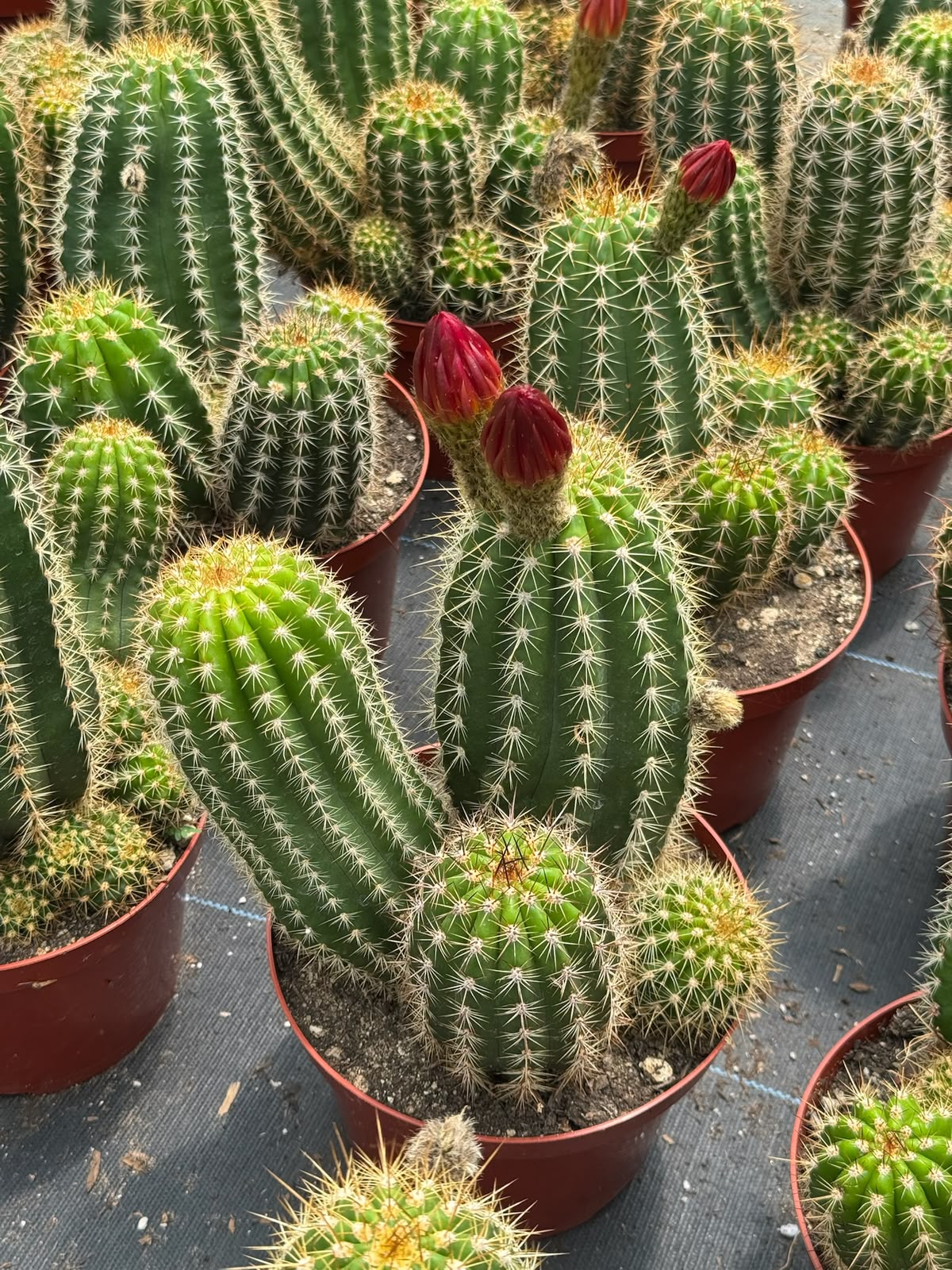 Trichocereus grandiflorus híbrido 10”