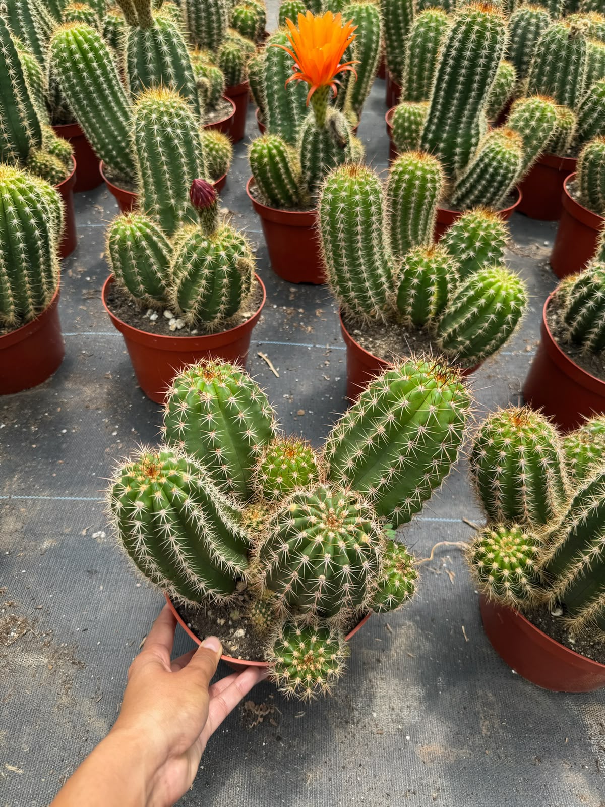 Trichocereus grandiflorus híbrido 10”