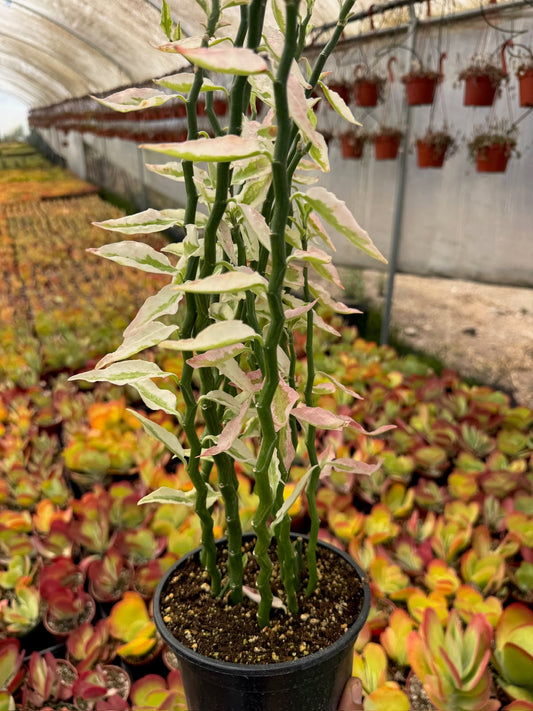 Pedilanthus Stairs Variegada