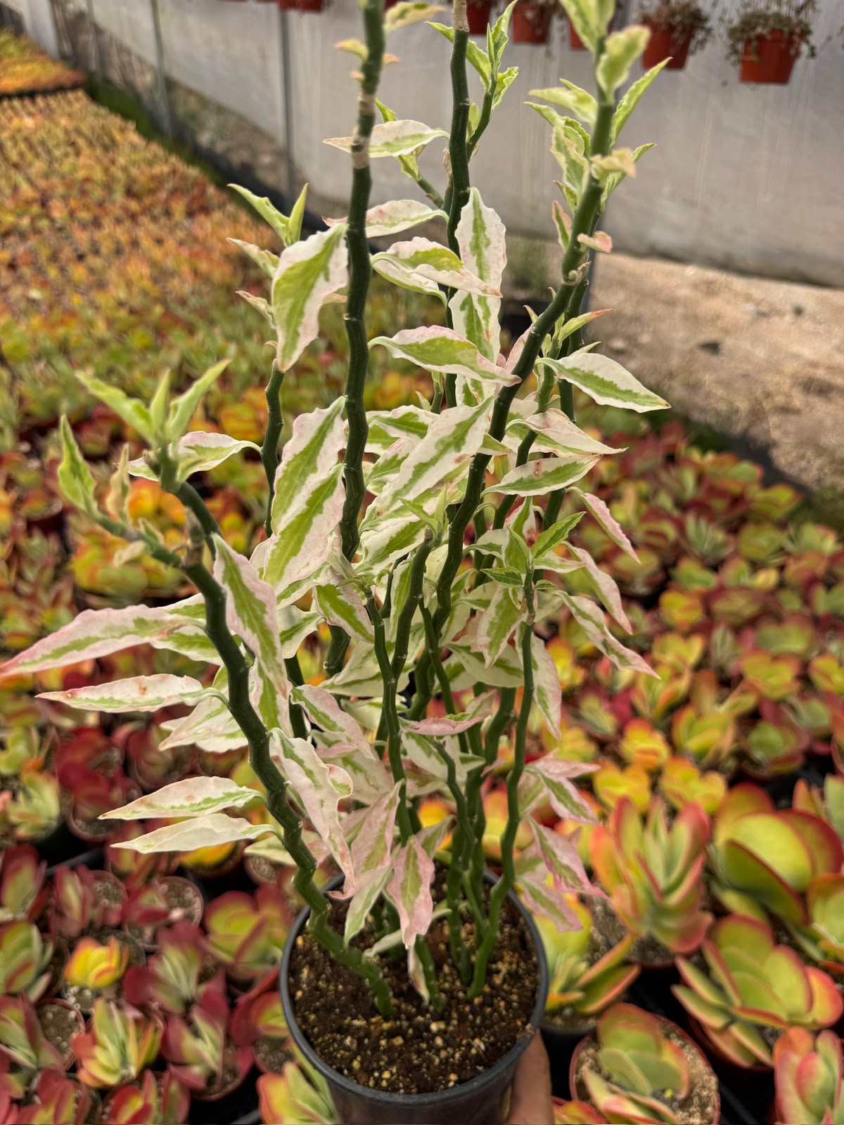 Pedilanthus Stairs Variegada