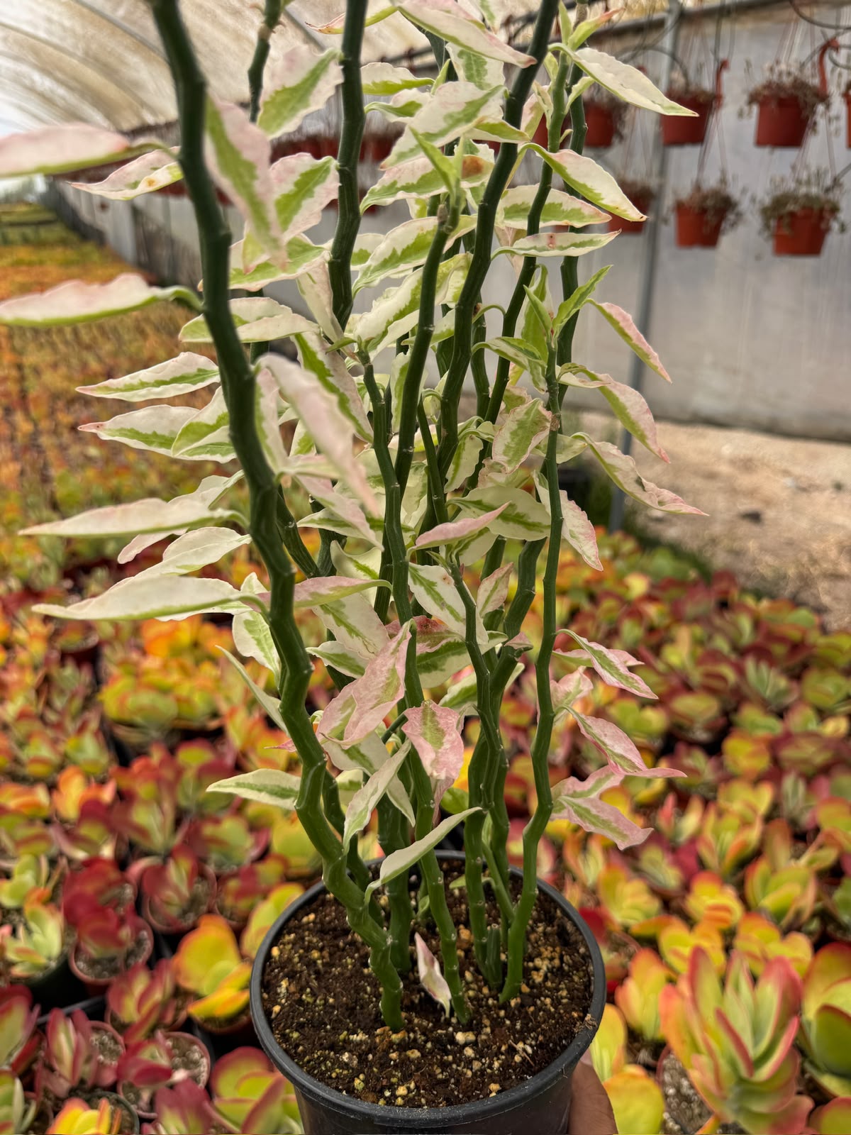Pedilanthus Stairs Variegada