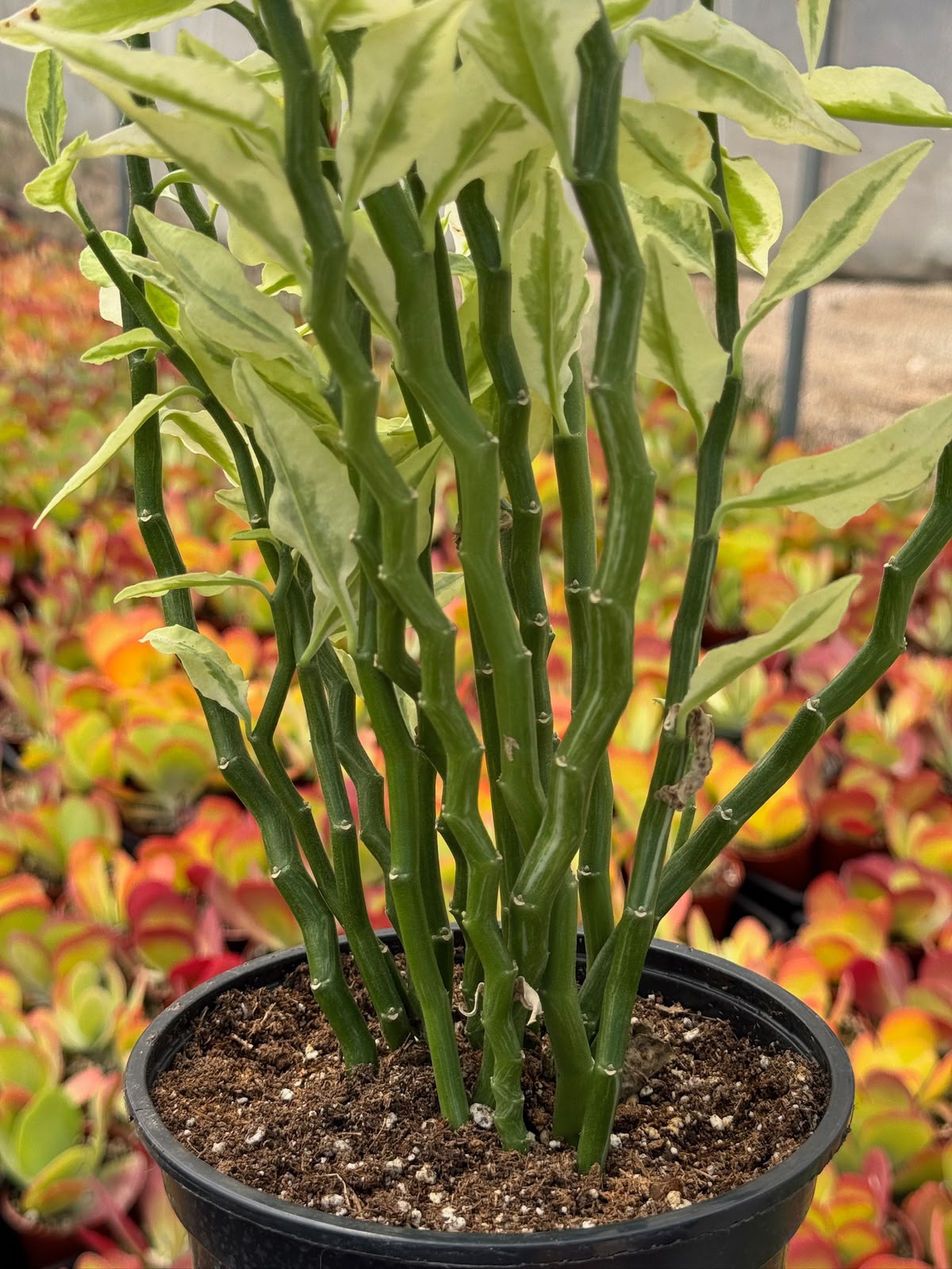 Pedilanthus Stairs Variegada