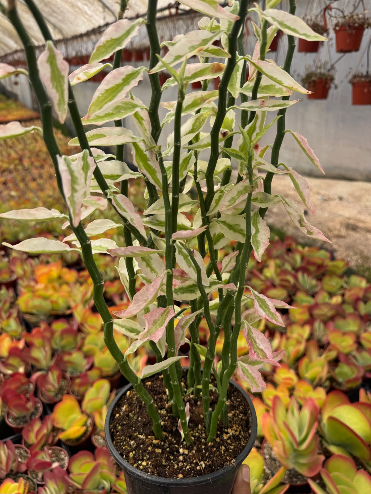 Pedilanthus Stairs Variegada