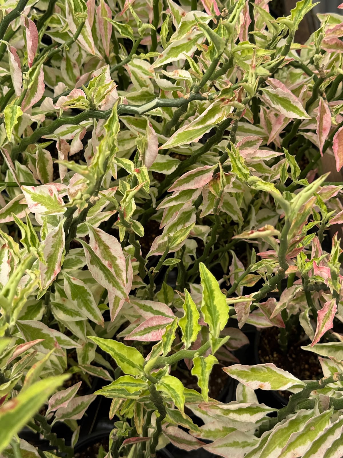 Pedilanthus Stairs Variegada