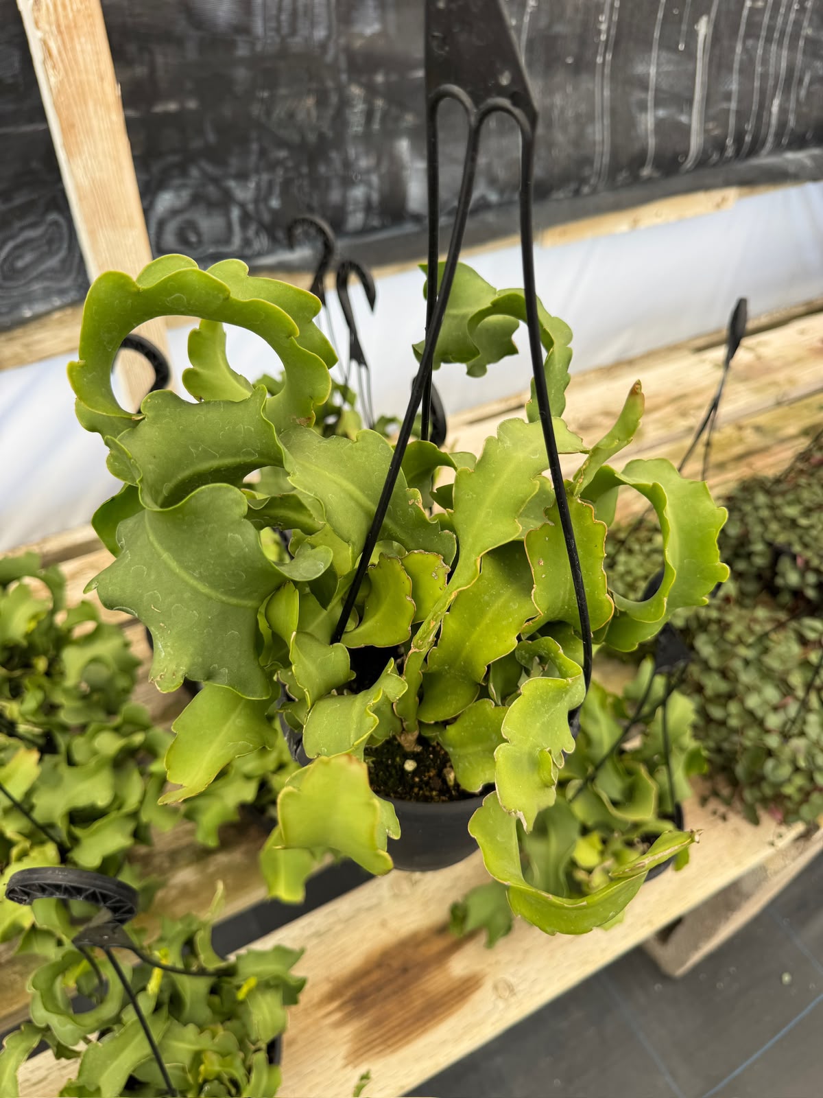 Ephyphyllum guatemalense f. Mounstruosa