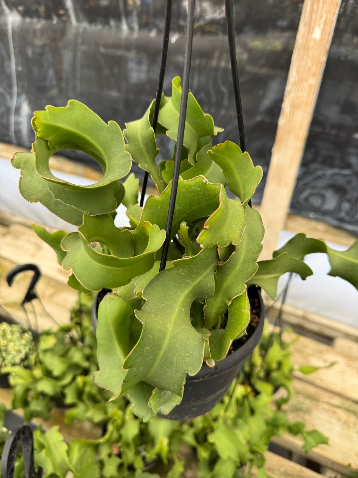 Ephyphyllum guatemalense f. Mounstruosa