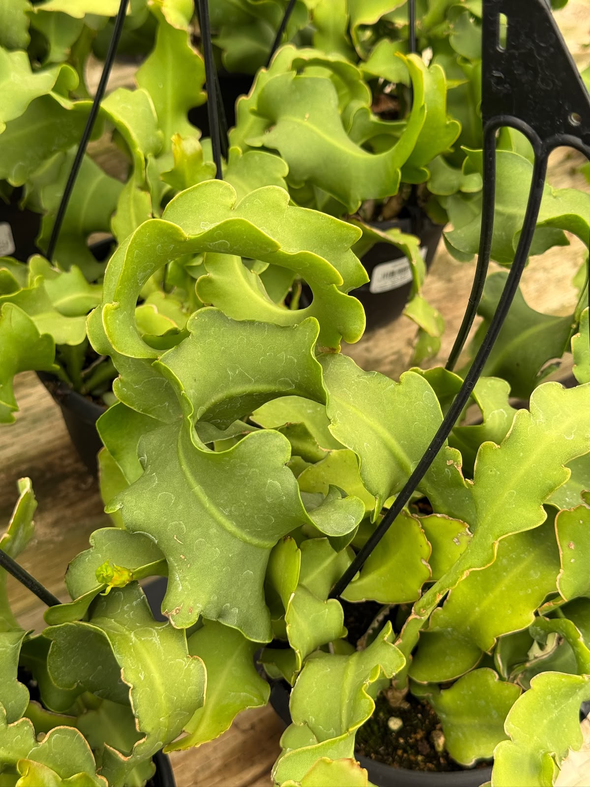 Ephyphyllum guatemalense f. Mounstruosa