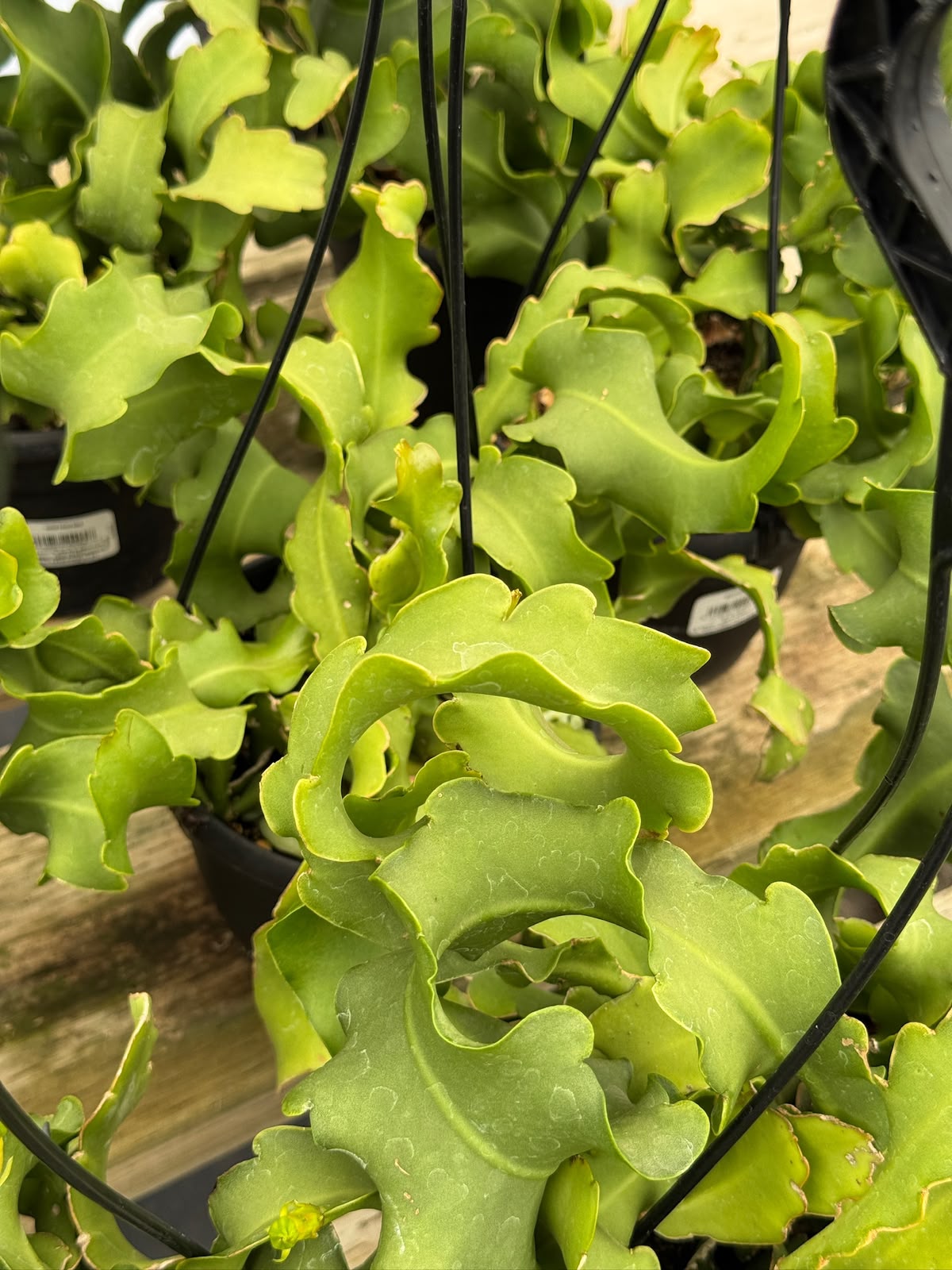 Ephyphyllum guatemalense f. Mounstruosa