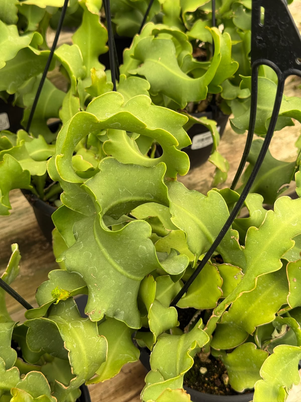Ephyphyllum guatemalense f. Mounstruosa