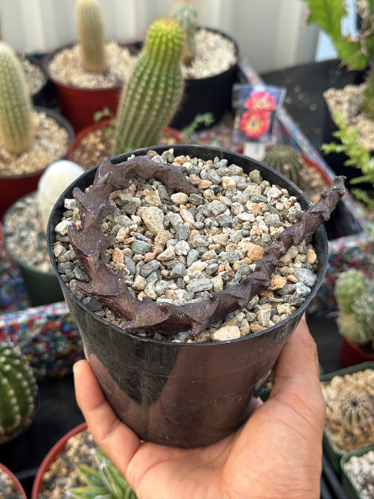 Ceropegia armandii