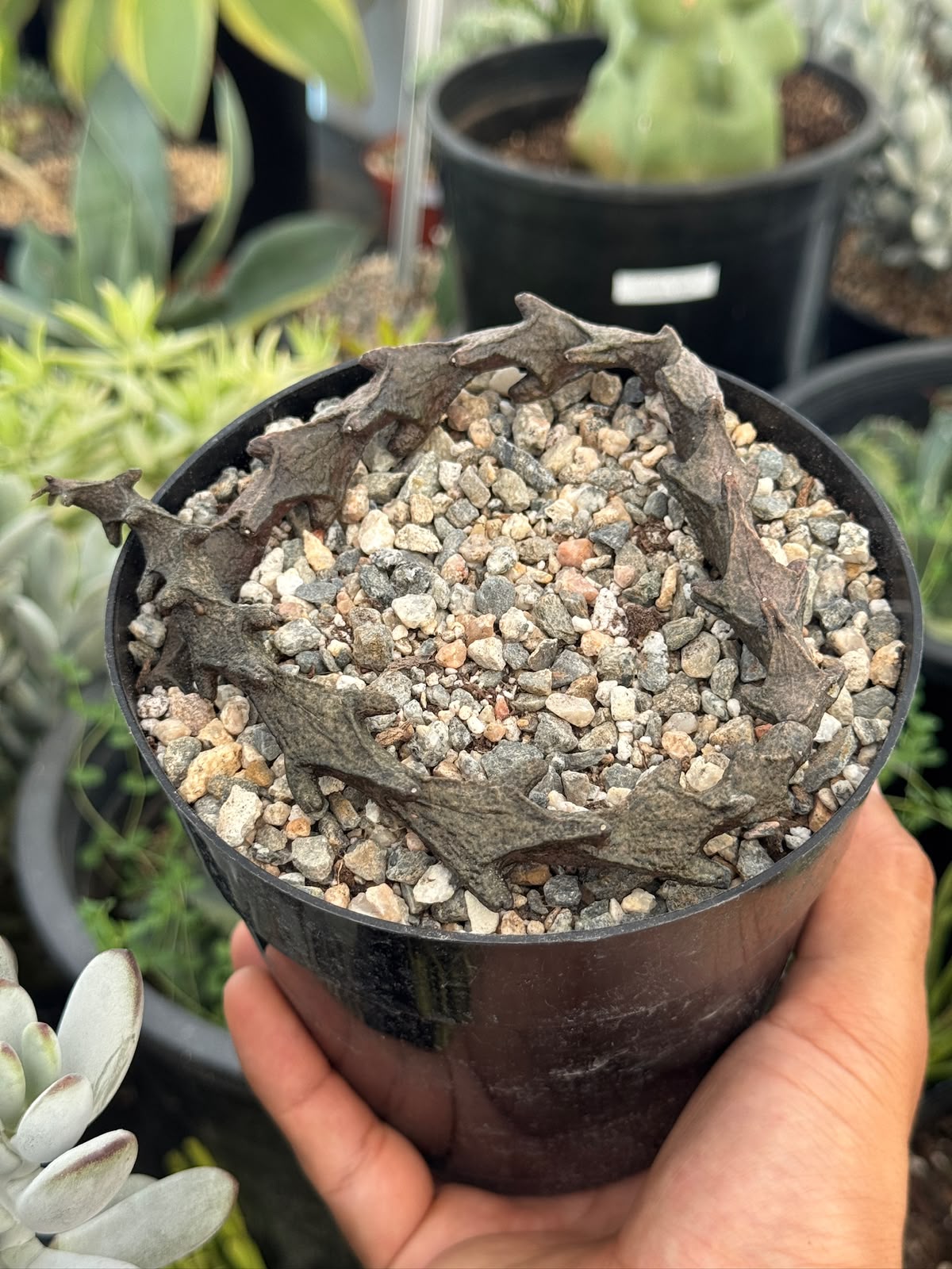 Ceropegia armandii