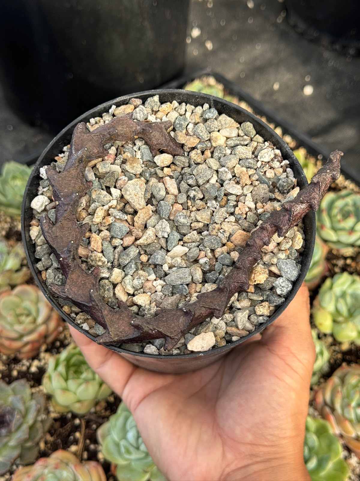 Ceropegia armandii