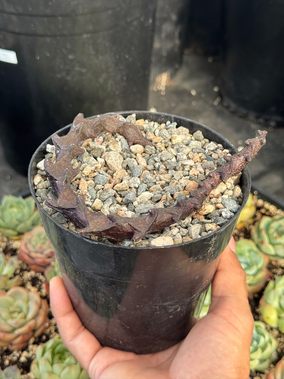 Ceropegia armandii