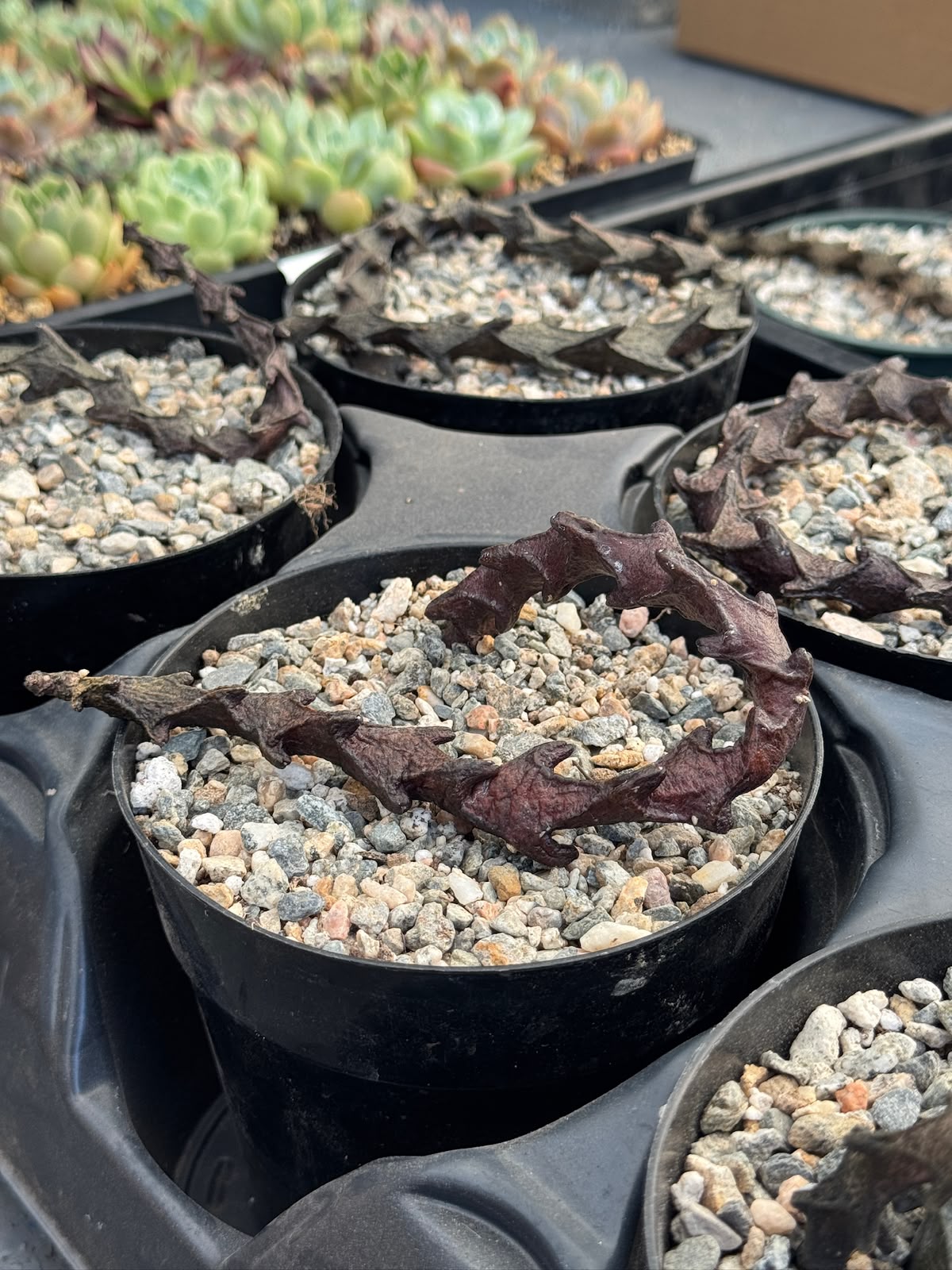 Ceropegia armandii