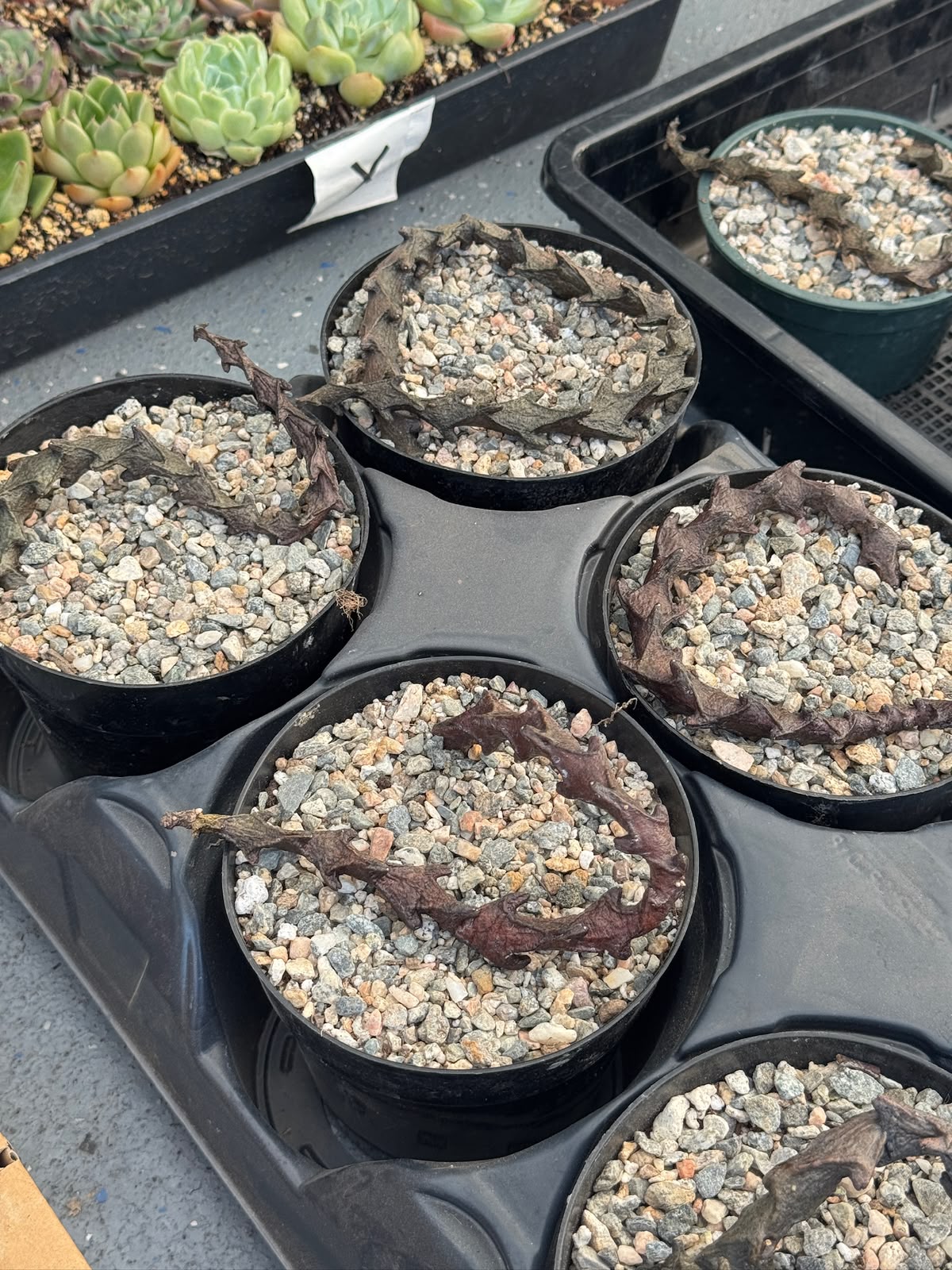 Ceropegia armandii