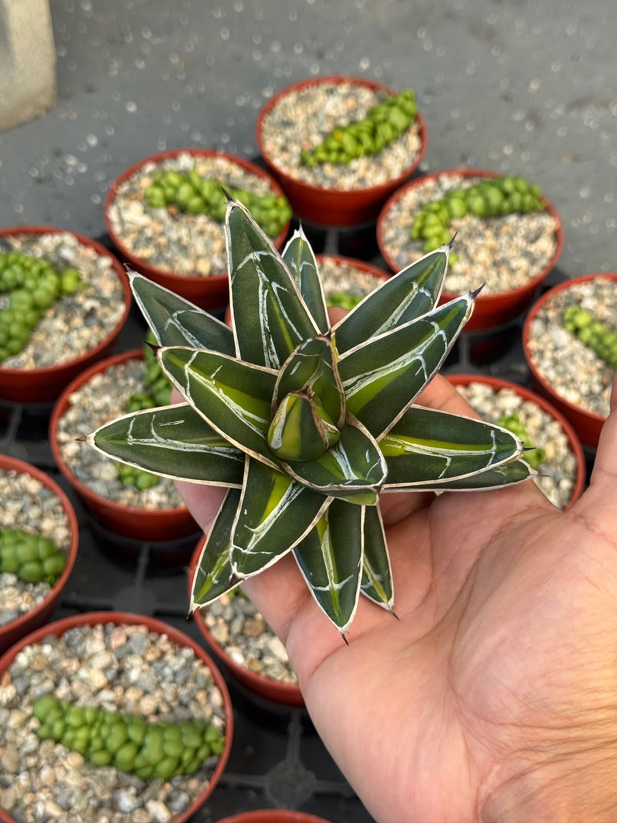 Agave Victoria reginae ‘giant’